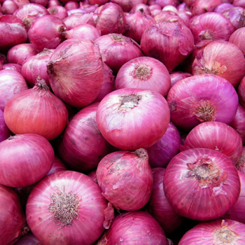 प्याज़ (Onion)