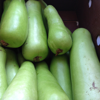 लोकी(bottle Gourd)