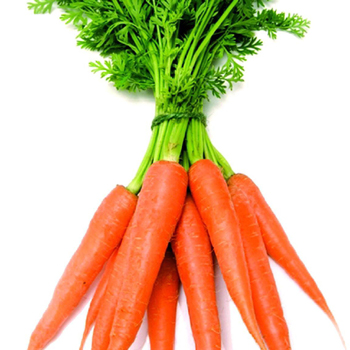 गाजर (CARROT)