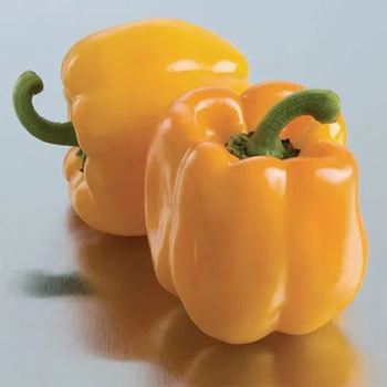 पीली शिमला मिर्च (YELLOW BELL PEPPER)