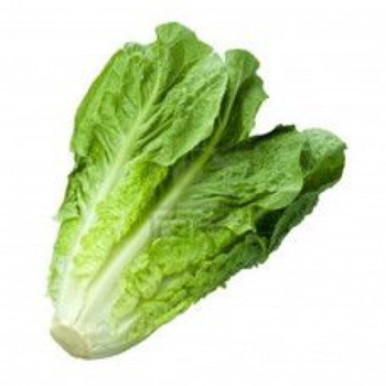 सलाद पत्ता (LETTUCE)