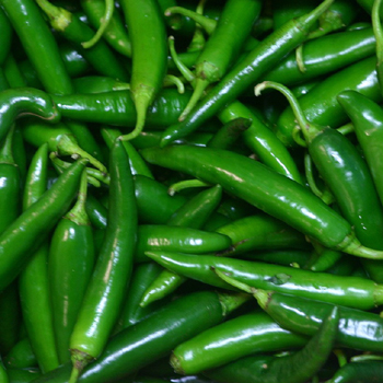 हरि मिर्च (Green Chilli)