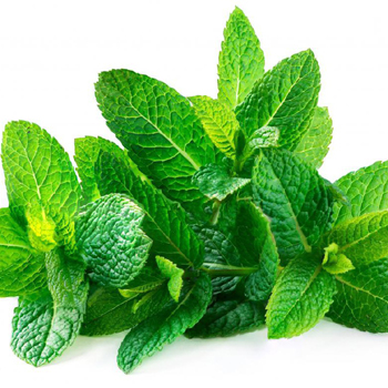 पुदीना (Spearmint)