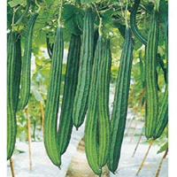 गिल्की ( ridge gourd )