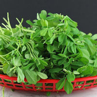 मैथी (Fenugreek)